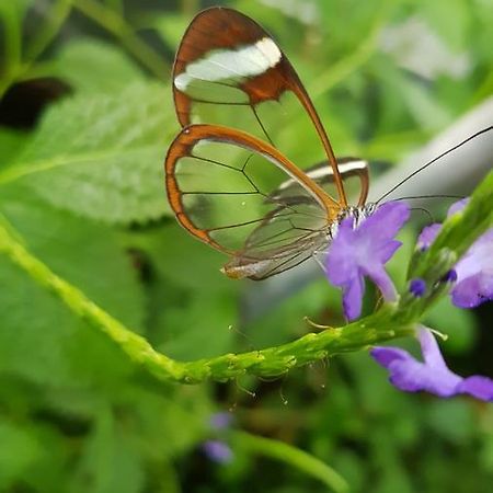Вилла The Butterflies Wood House Reshafim Экстерьер фото