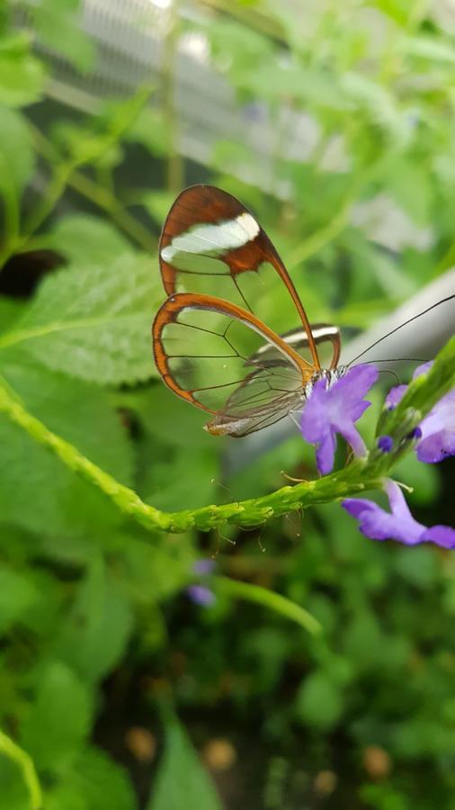 Вилла The Butterflies Wood House Reshafim Экстерьер фото